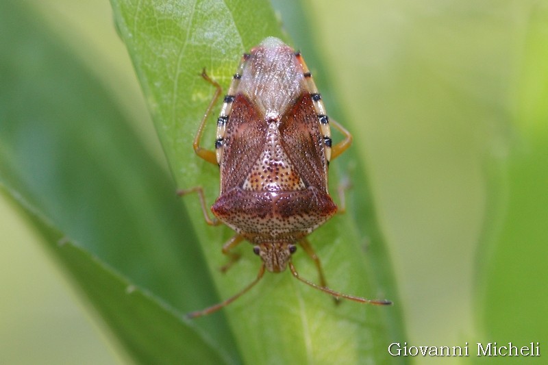 Acanthosomatidae:  Elasmucha grisea